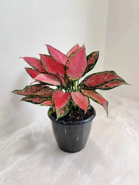 Aglonema